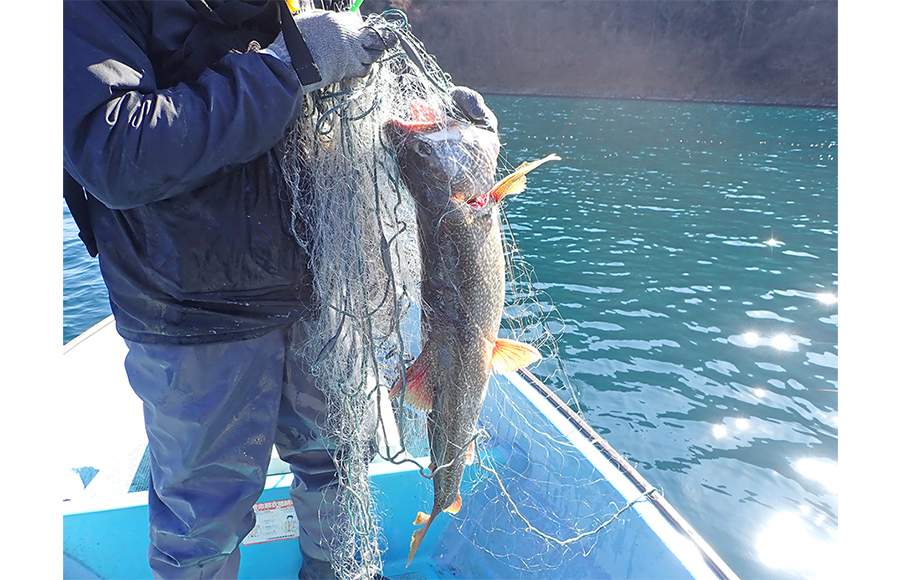 【山梨県】　本栖湖で異変　ヒメマス解禁 初の見送り